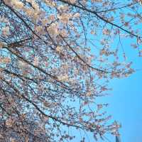 🌸청주 벚꽃 로드 <무심천>