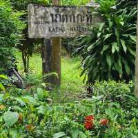 เดินชมศึกษาธรรมชาติ บรรยากาศร่มรื่นป่าเขา