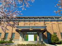 京都　SAKURA 桜めぐり❗️京都市京セラ美術館と桜、平安神宮大鳥居とのコラボに感動❗️