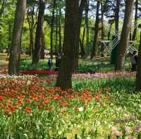 #Tulips Season♥️♥️