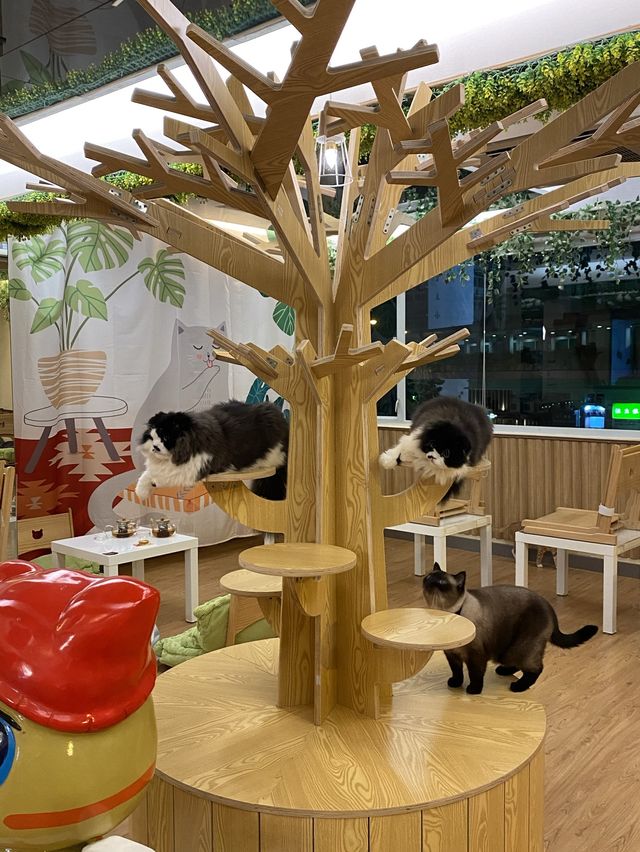 港版《大叔的愛》取景餐廳 - 貓之茶房🐱