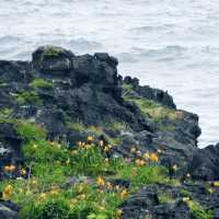 エゾカンゾウ群生地　浜辺の花畑