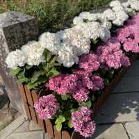 【長崎県】紫陽花の名所、眼鏡橋を散策