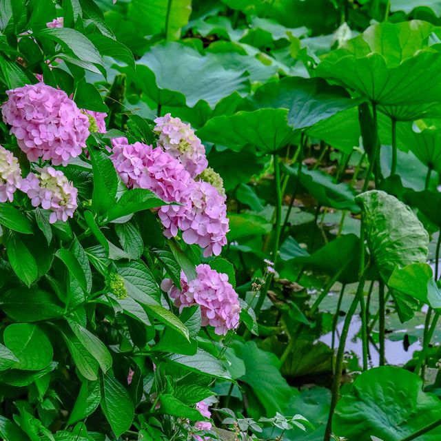 上野・不忍池のはすと紫陽花