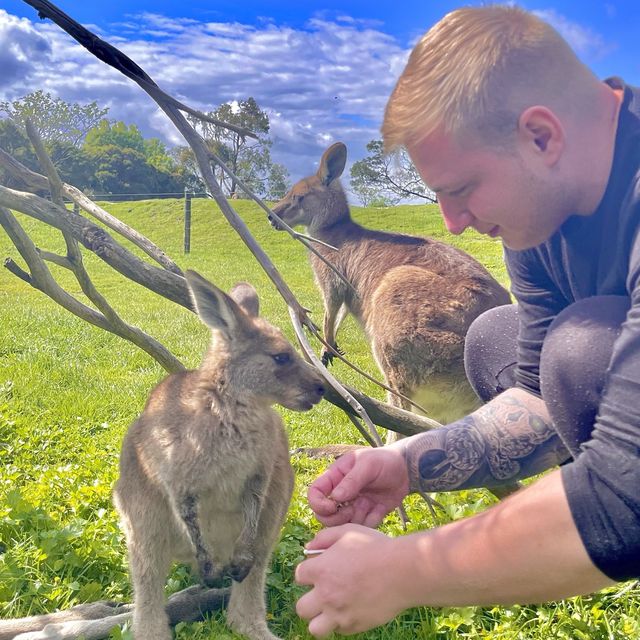 up and close with a joey!