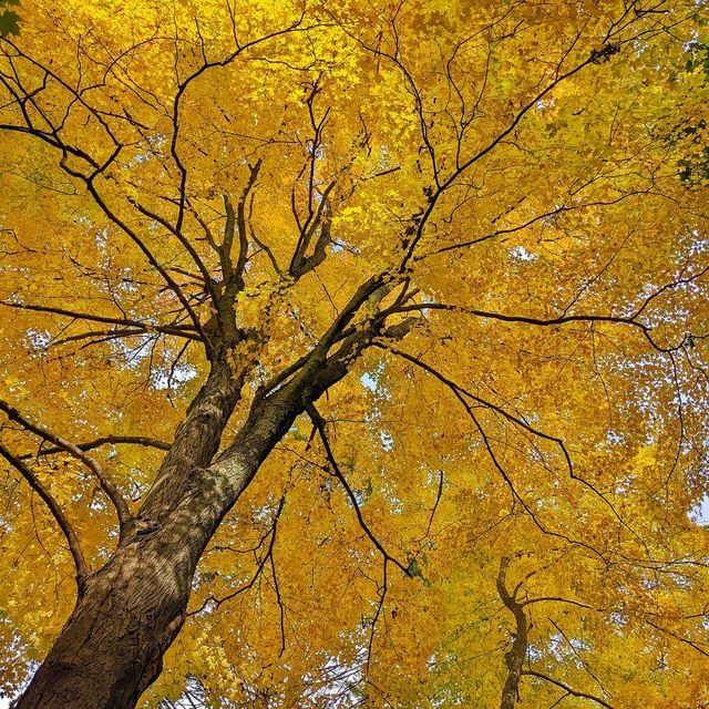 Fall in love with Fall