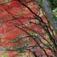 紅葉が素晴らしく　即身成仏のミイラがある珍しいお寺
