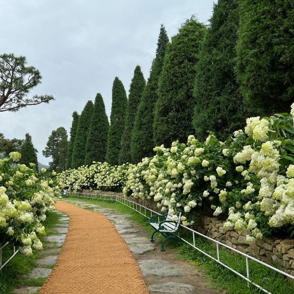 활짝 핀 수국을 입장료 없이 볼 수 있는 곳!!🌳