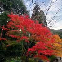 紅葉の名所【二尊院】✨