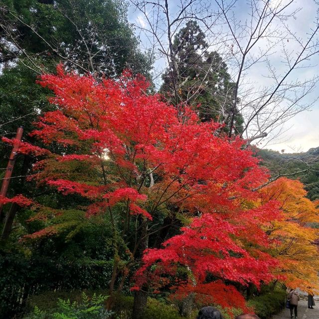 紅葉の名所【二尊院】✨