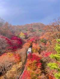 단풍여행에서 꼭 가야할 화담숲✨