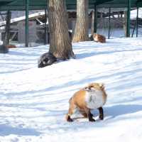 值得一去嘅狐貍村🦊🦊