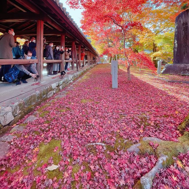 【紅葉巡り】京都ー東福寺