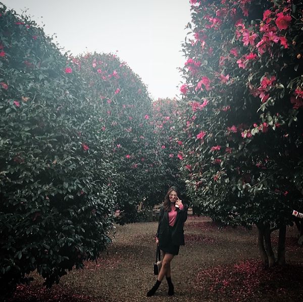 겨울 동백꽃은 제주에서🌺 제주 포토스팟 위미리 동백군락지