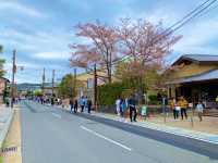京都　KYOTO SAKURAめぐり❗️竹林の小径〜嵐山公園(亀山地区)〜保津峡のあたりを散策してみた！