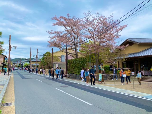 京都　KYOTO SAKURAめぐり❗️竹林の小径〜嵐山公園(亀山地区)〜保津峡のあたりを散策してみた！