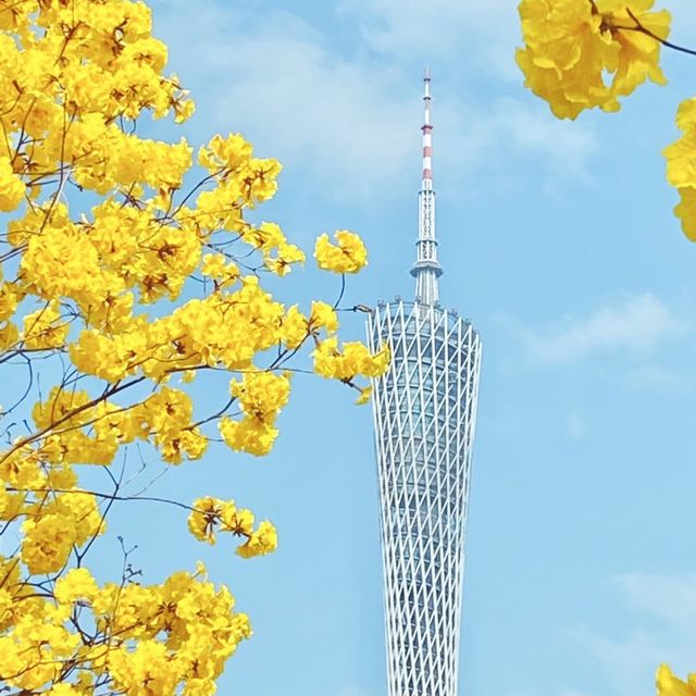三月，在與鮮花爭春的廣州塔上吃喝玩樂