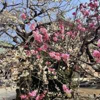 北野天満宮　梅