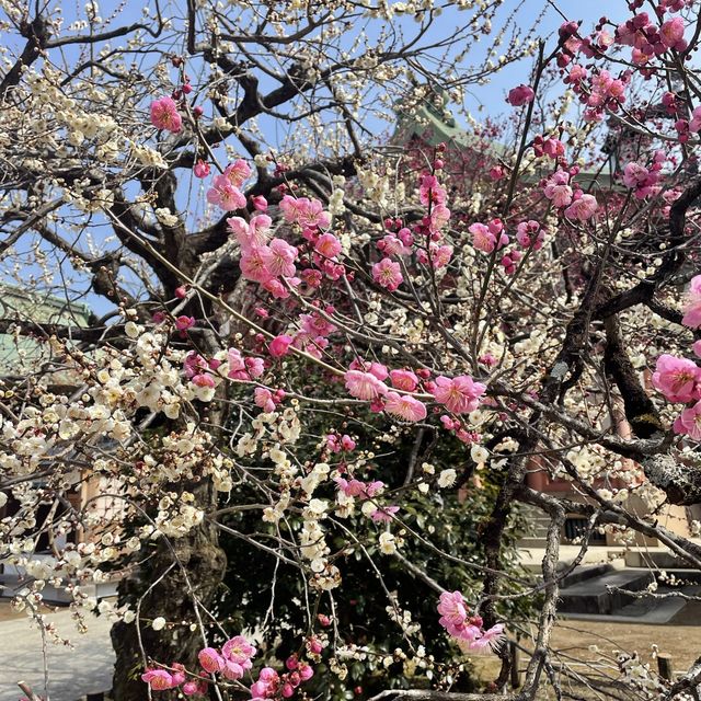 北野天満宮　梅