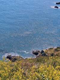 유채꽃이 가득한 부산 속 제주도 ‘오륙도 해맞이공원’🌼