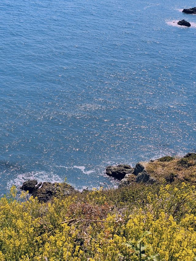유채꽃이 가득한 부산 속 제주도 ‘오륙도 해맞이공원’🌼