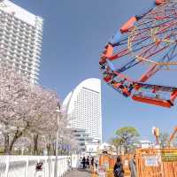 絶叫マシーンと桜の景色