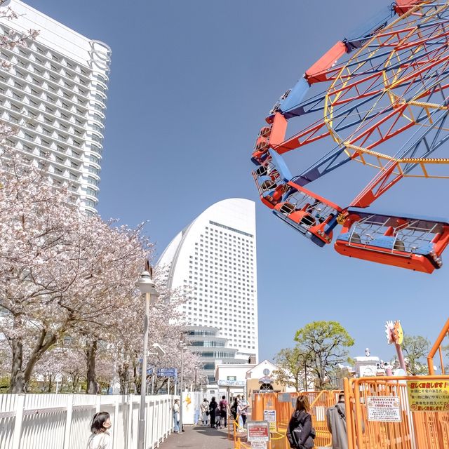 絶叫マシーンと桜の景色