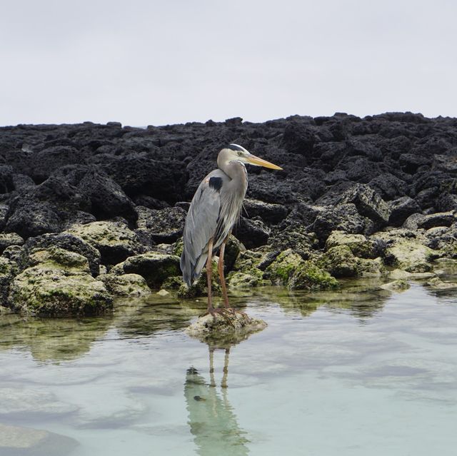 珍しい動物に会えるサンタクルス島