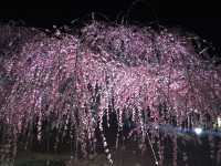 鈴鹿看超美垂枝梅花