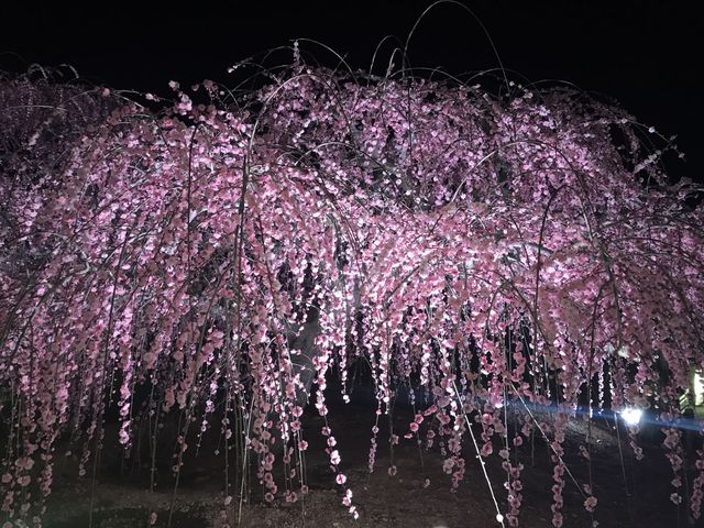 鈴鹿看超美垂枝梅花