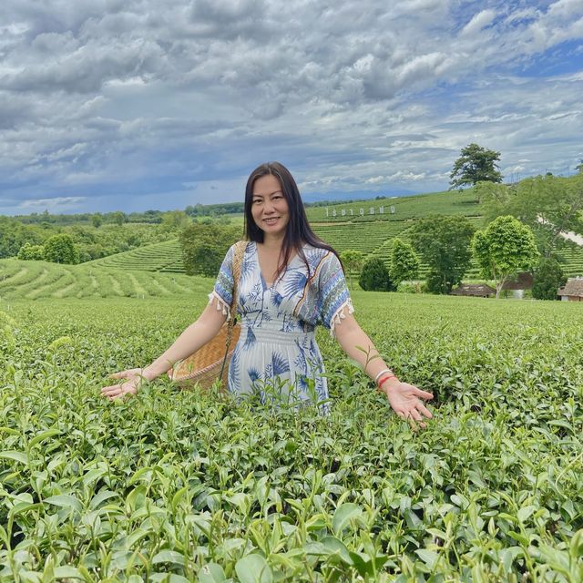 ชาอร่อย วิวปัง ที่ไร่ชาฉุยฟง🌱🌱