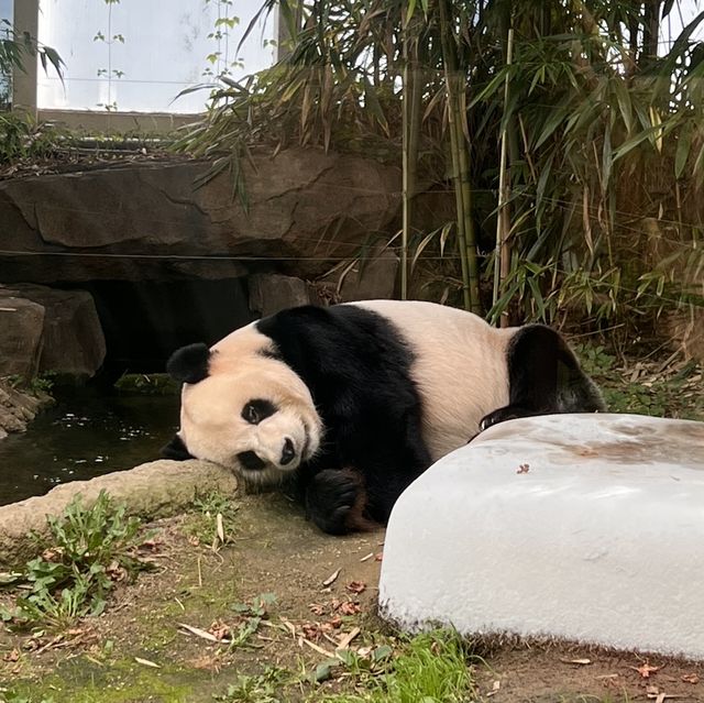 韓国【エバーランド】パンダワールド🐼🌿