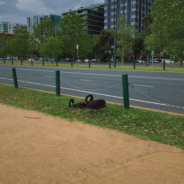 Albert Park 💙 멜버른에서 피크닉해요