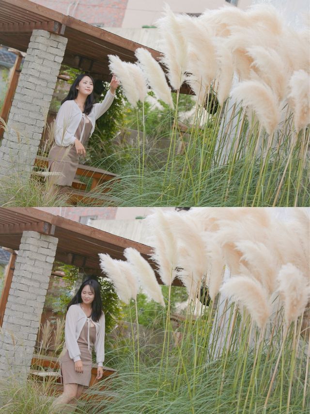안동에서 볼 수 있는 팜파스 카페🍃