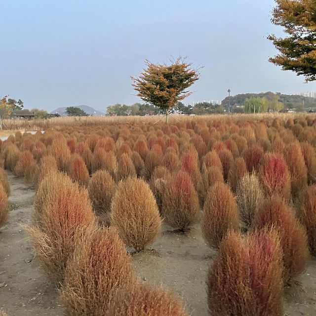 가을정취 물씬, 시흥 갯골생태공원