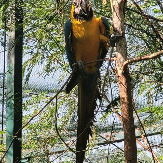 Indore zoo worth one day trip