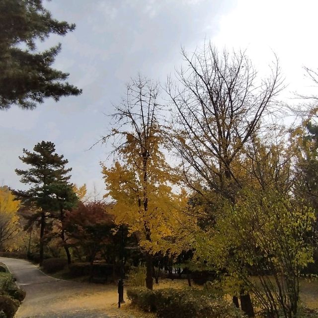 The Autumn foliage ใบไม้เปลี่ยนสีที่กรุงโซล