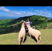 Akha Farmville🐑