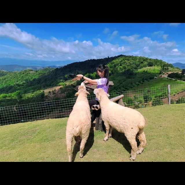 Akha Farmville🐑