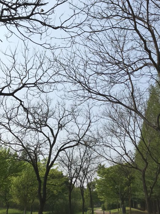 韓國 天空公園｜ 打卡景點