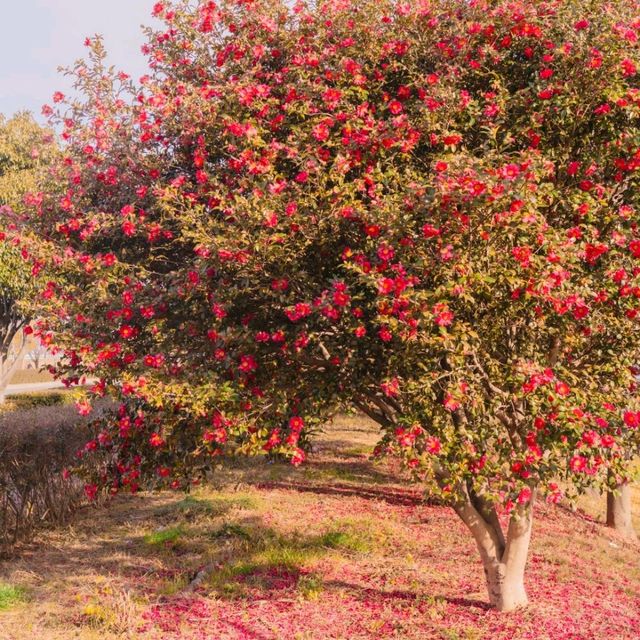 🌺비행기없이 부산에서 동백을 만날 수 있는곳 [부산, 사상 강변대로]🌺