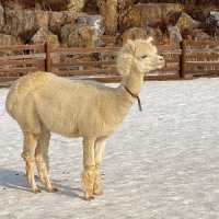 草泥馬樂園Alpaca World!!