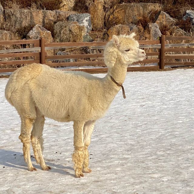草泥馬樂園Alpaca World!!
