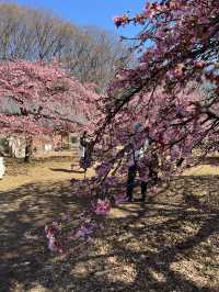 Sakura blooming earlier