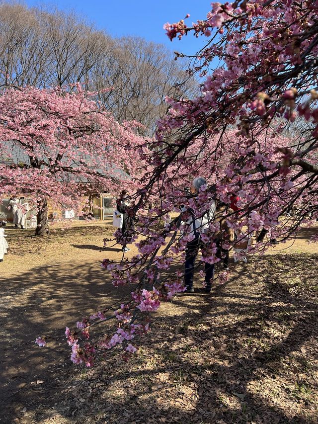 Sakura blooming earlier