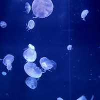 【東京】サンシャイン水族館はクラゲがすごい！！