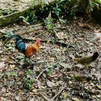 Family Friendly Nature Park at Bukit Batok