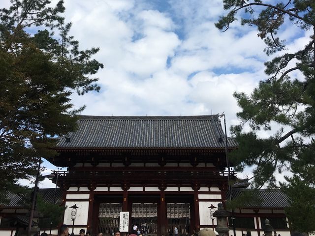 好想去日本！世界文化遺產：奈良東大寺～還有好多可愛的🦌