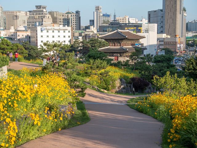 서울이 이런 곳이? 금계국 가득한 동대문 풍경