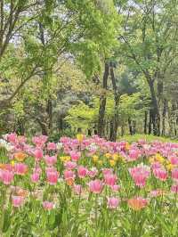 서울숲 봄꽃놀이